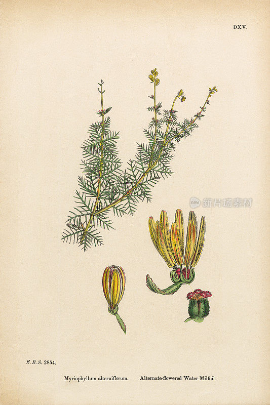 交替降低的水Milfoil，互花Myriophyllum alterniflorum，维多利亚植物学插图，1863年